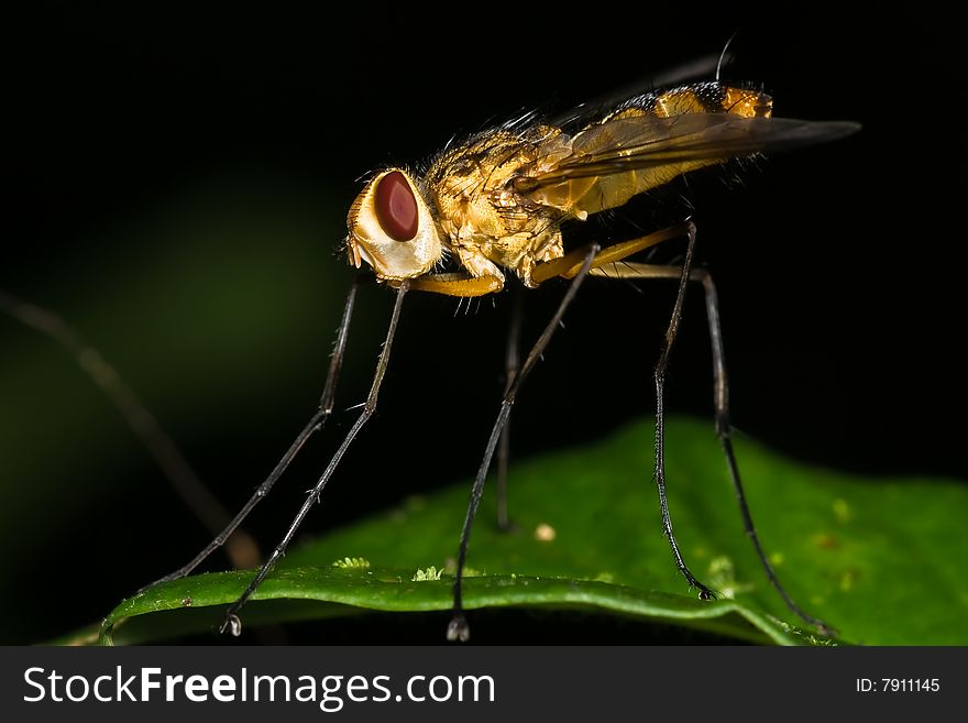 Orange Long-Legged Fly macro side view with green background