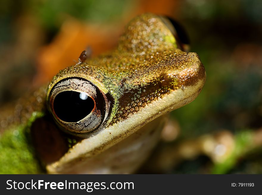 Forest frog face close up on wet rock. Forest frog face close up on wet rock