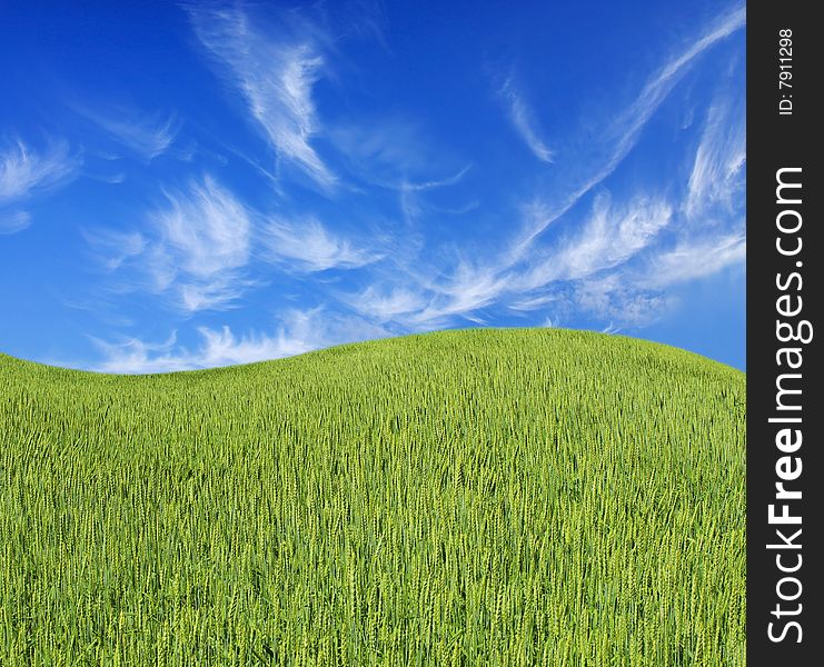 Green meadow under blue sky with clouds. Green meadow under blue sky with clouds