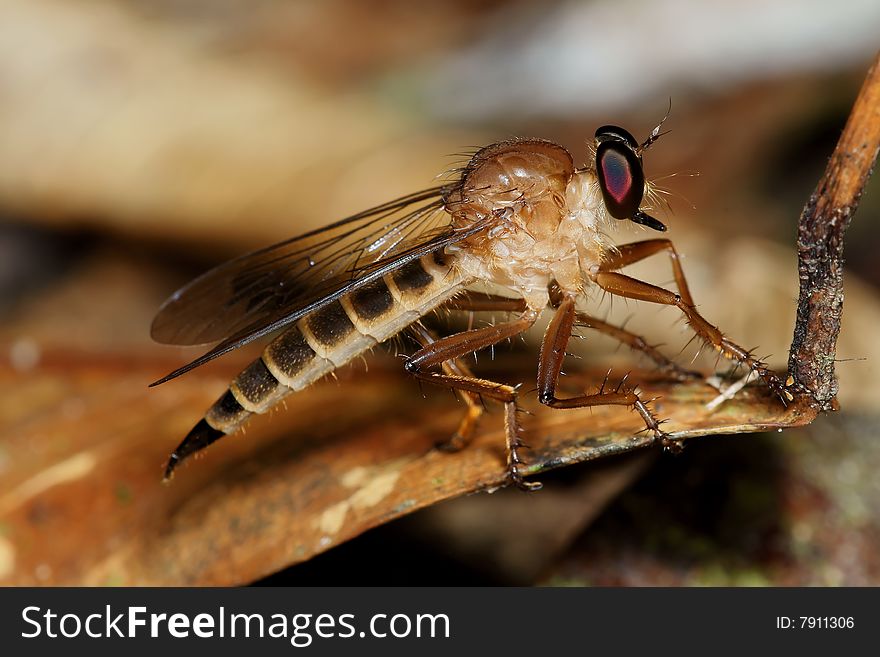 Robberfly macro side view on dry leaf