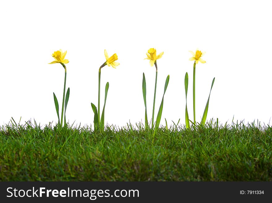 Daffodils in the studio