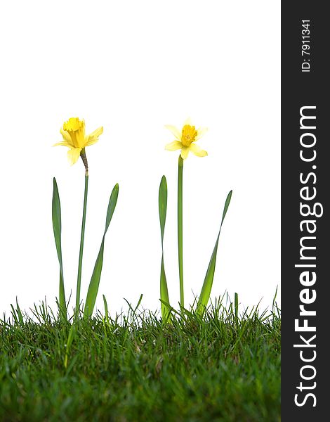 Daffodils in the studio isolated on white