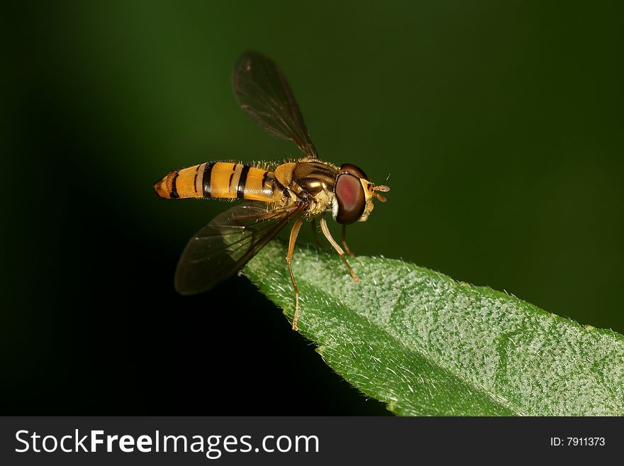 Hoverfly macro on green leaf. Hoverfly macro on green leaf