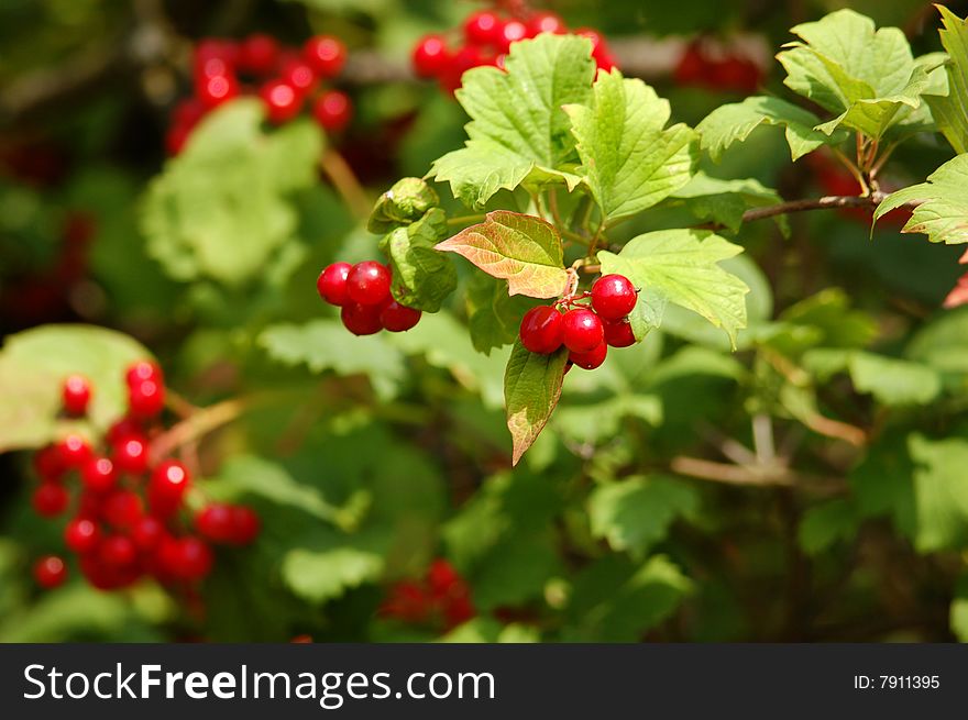 Photo of red viburnum berry