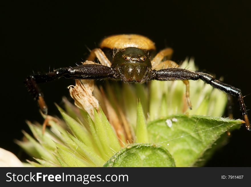 Green Crab Spider macro with black background