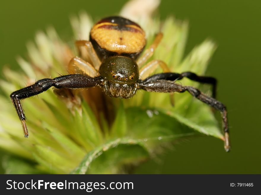 Green Crab Spider macro with green background