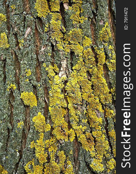 Yellow cladina on tree bark close-up background texture pattern