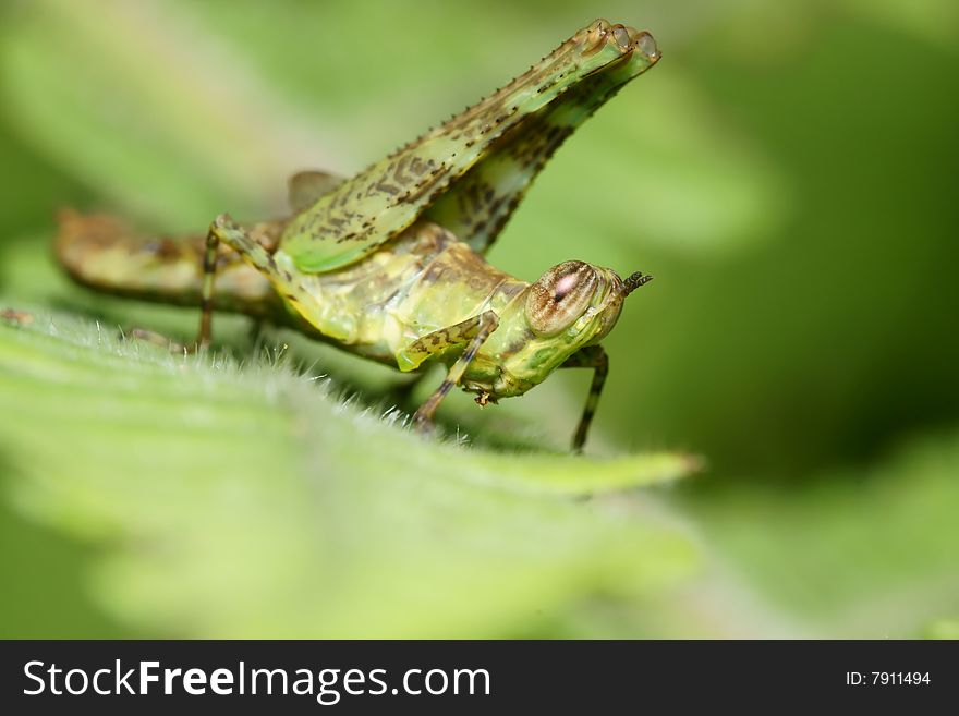 Green Grasshopper macro on green leaf