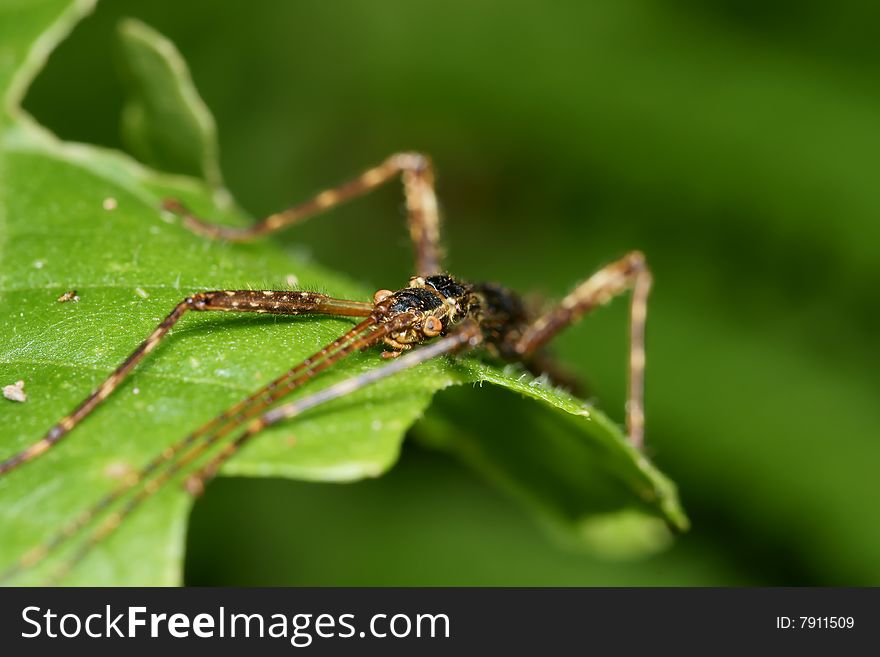 Stick insect macro on green leaf