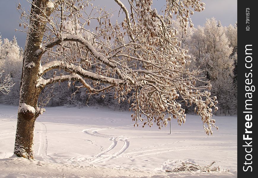 Lonely tree in winter on a snow field