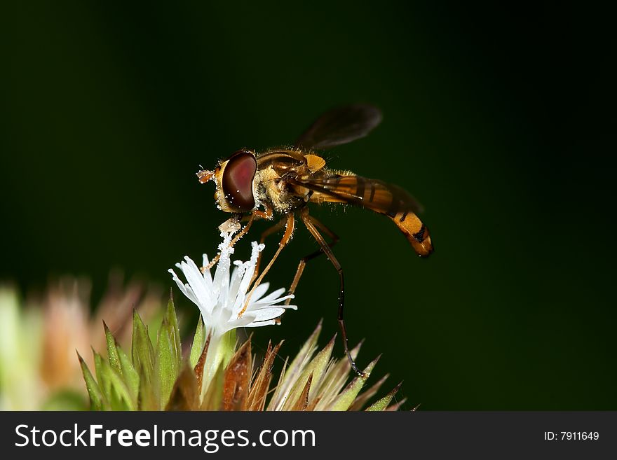 Hoverfly macro collecting pollen over black background. Hoverfly macro collecting pollen over black background