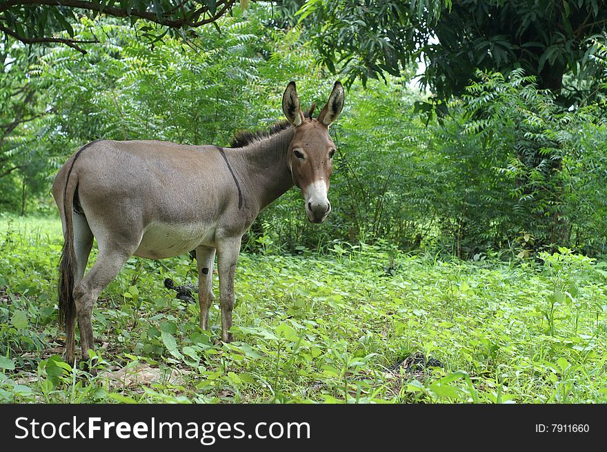 African donkey under the mango trees during the rainy season. African donkey under the mango trees during the rainy season
