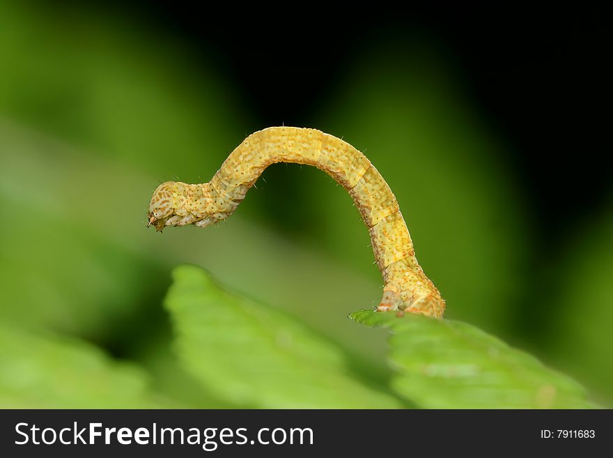 Yellow Caterpillar climbing