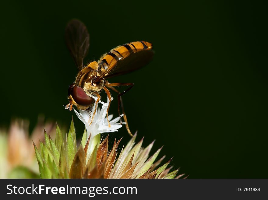 Hoverfly Collecting Pollen