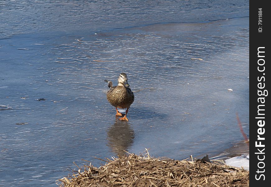 Mallard ducks near the river looking for food. Mallard ducks near the river looking for food.