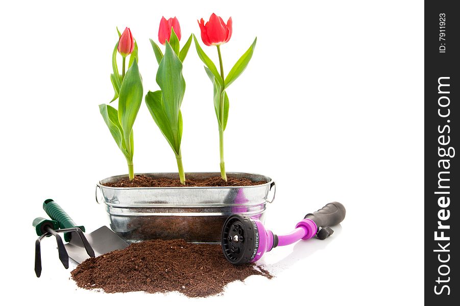 Tulips and soil and tools for spring. Tulips and soil and tools for spring