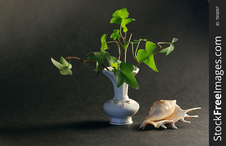 Still life with a little vase with ivy and by a cockleshell on a dark background