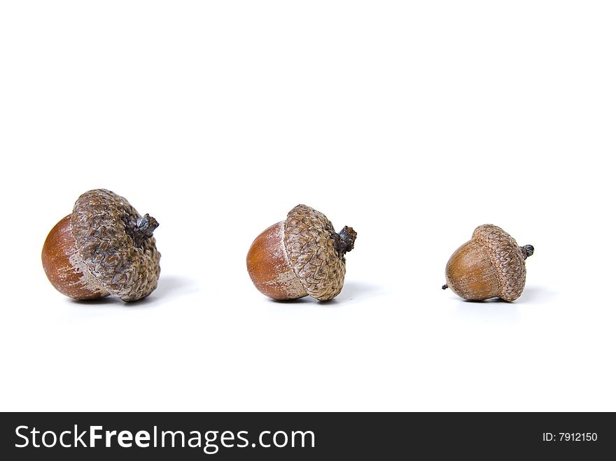 Acorns Isolated On White