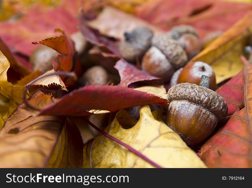 Photo of the acorns with autumn leaves