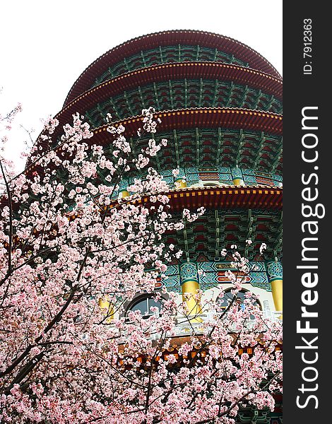 Cherry blossoms in a famous temple.