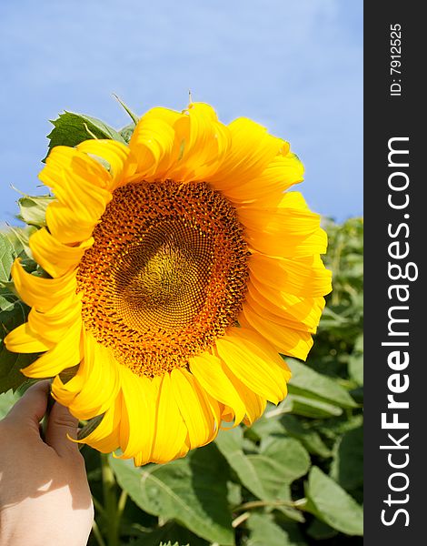 Sunflower held by female hand