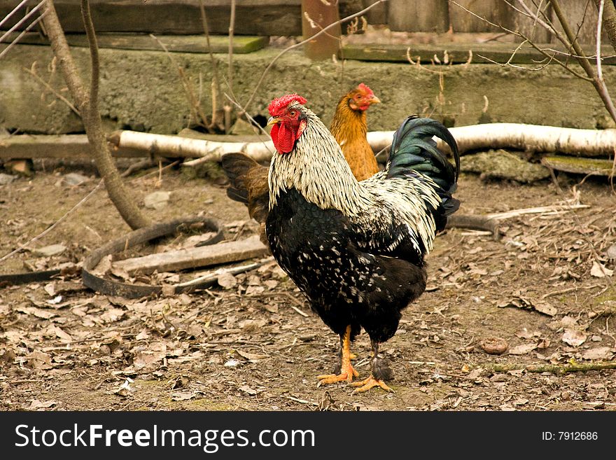 Beautiful cock and hen