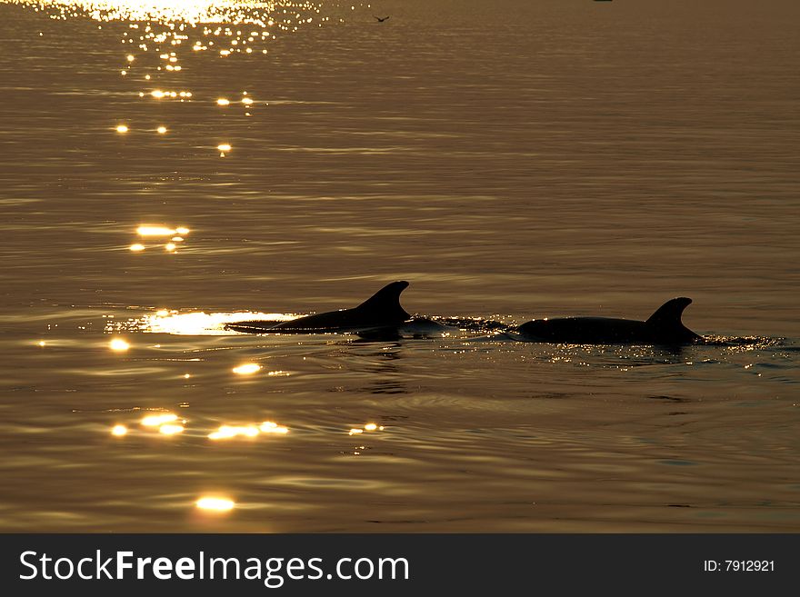 Two dolphins  swimming in the Adriatic Sea. Two dolphins  swimming in the Adriatic Sea