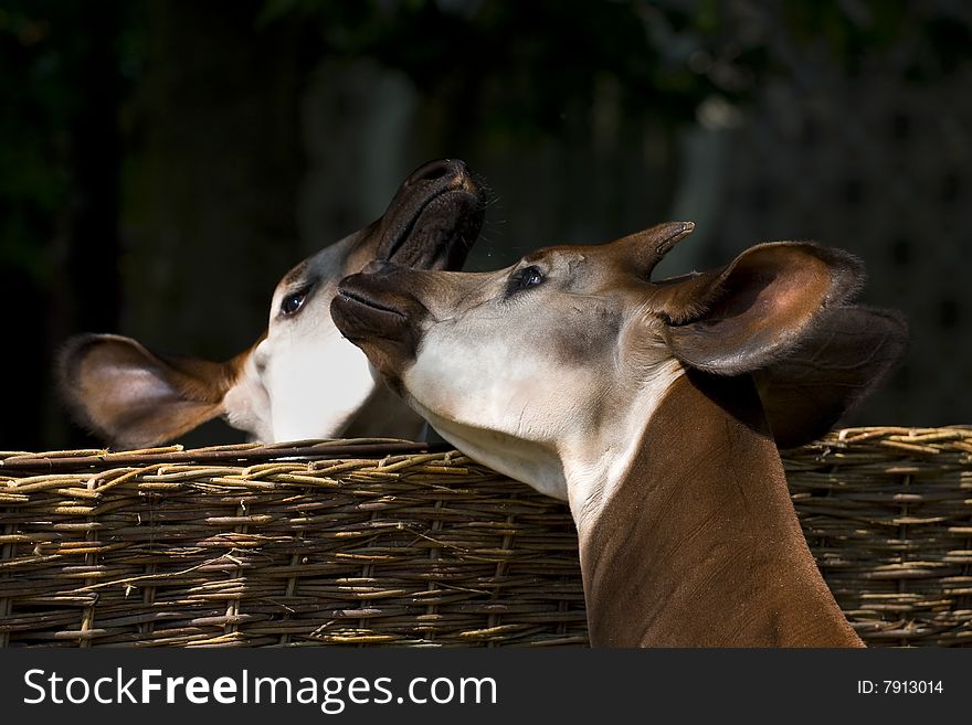 Kissing Okapi