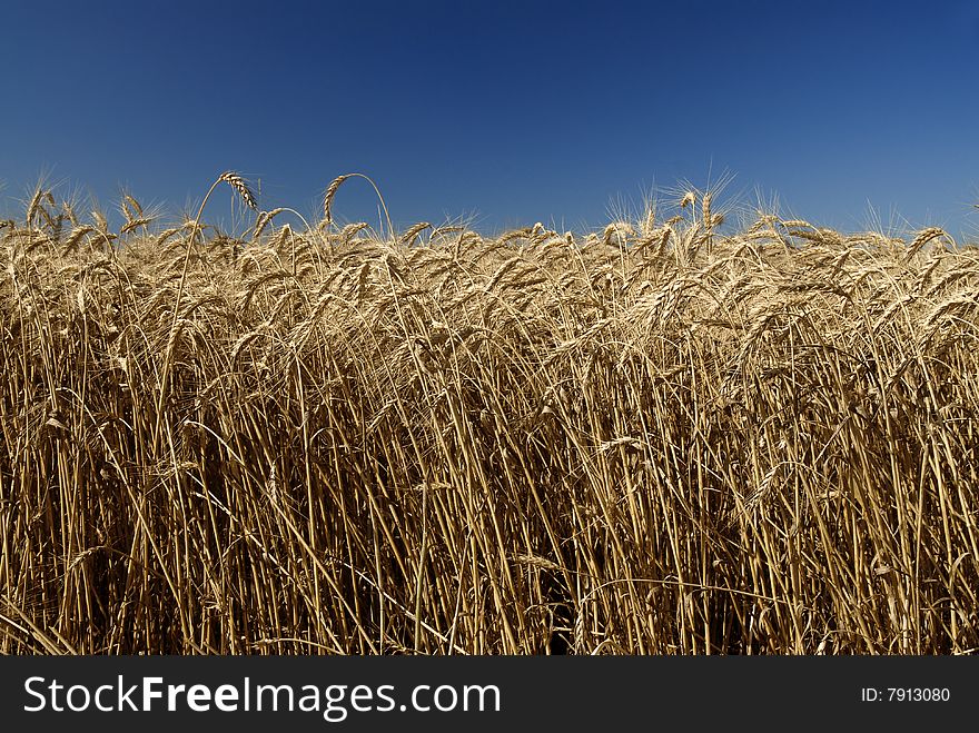 Field Of Wheat And Sky