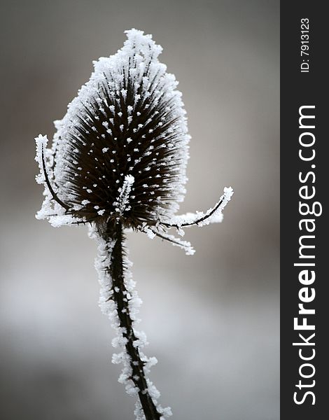 The cap of the thistle in winter days. The cap of the thistle in winter days.