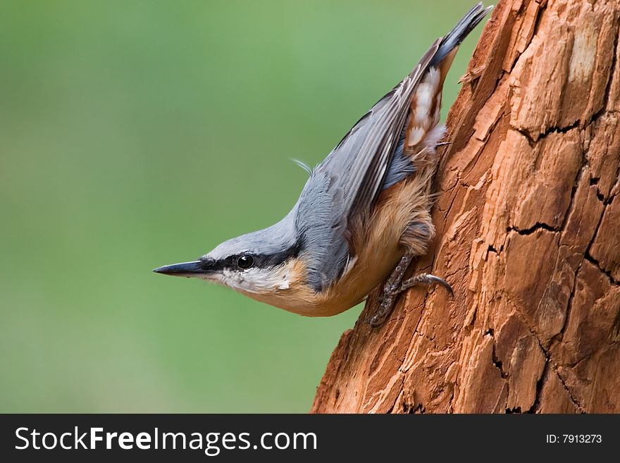 Sitta europaea - Nuthatch - small birds belonging to the family Sittidae. Characterised by large heads, short tails.