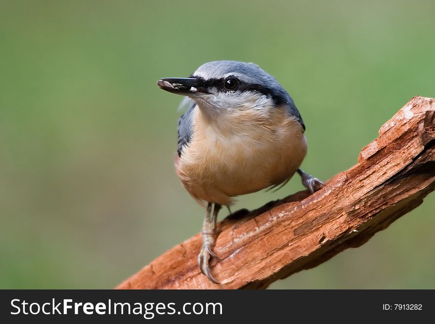 Sitta europaea - Nuthatch - small birds belonging to the family Sittidae. Characterised by large heads, short tails.