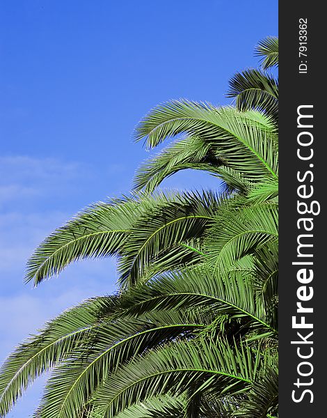 Tropical Palm Trees on Blue Sky. Tropical Palm Trees on Blue Sky