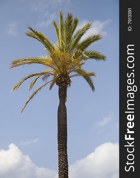 Palm tree and a blue sky