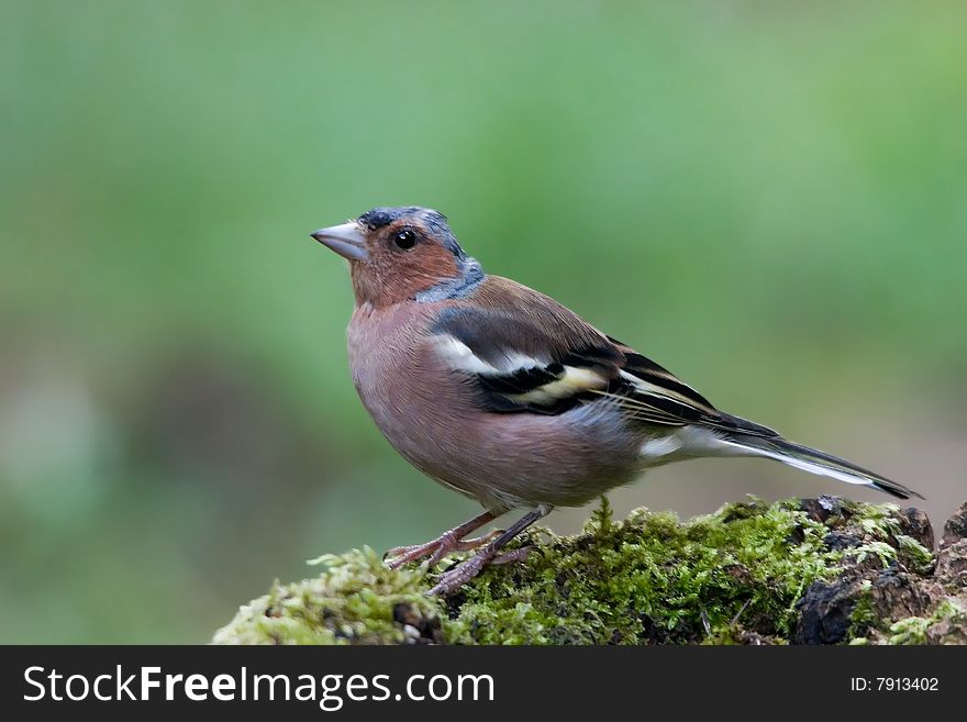 The Chaffinch, Fringilla coelebs, is a small passerine bird in the finch family Fringillidae