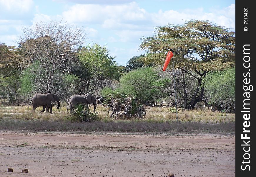 Three male African Elephants passing by windsock at landing strip. Largest mammal. Grazer and browser, eats grass as well as leaves and fruit. Three male African Elephants passing by windsock at landing strip. Largest mammal. Grazer and browser, eats grass as well as leaves and fruit