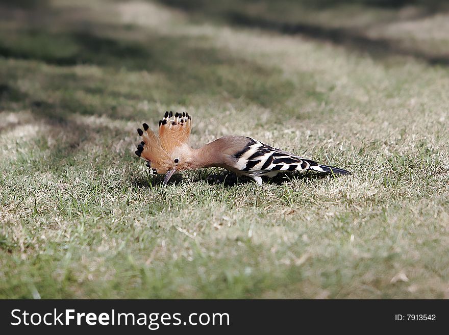 The woodpecker on green grass in the summer