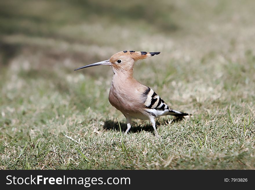 The woodpecker on asian summer, wild bird