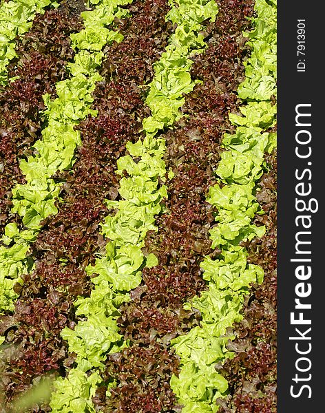 Green Lettuces and red Lettuces in a vegetable garden are growing making a nice design. Green Lettuces and red Lettuces in a vegetable garden are growing making a nice design