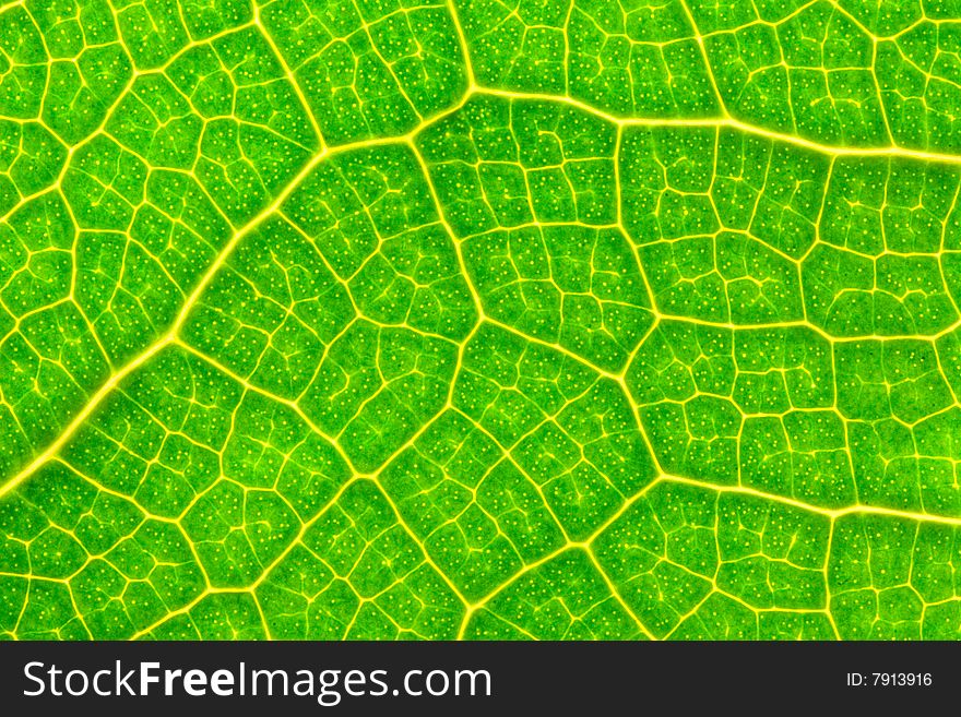 Closeup photo of a green leaf. Closeup photo of a green leaf