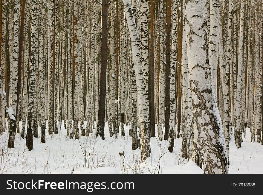 Photo of the Russian birches forest in the winter