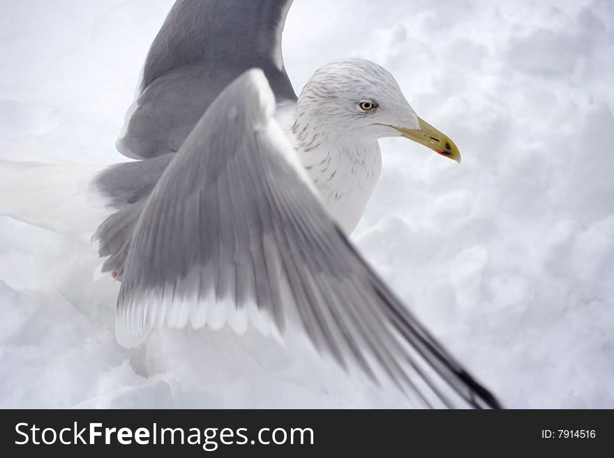 The seagull on white snow in the winter