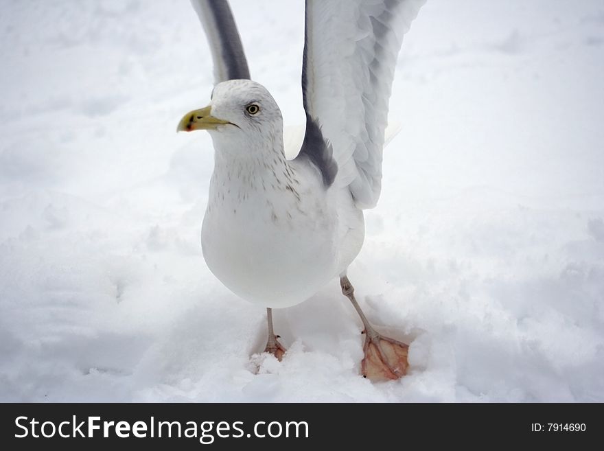 The seagull on white snow in the winter