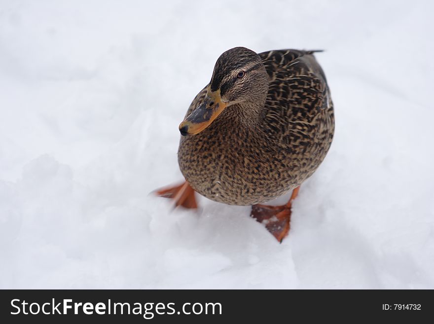 The duck on white snow in the winter