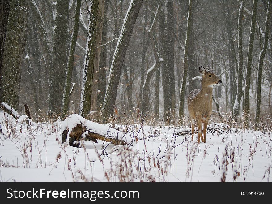 Doe in falling snow standing in the right half of frame. Doe in falling snow standing in the right half of frame.
