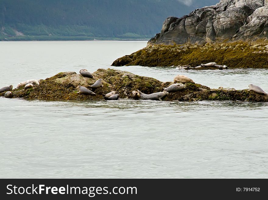 Seals in Alaska