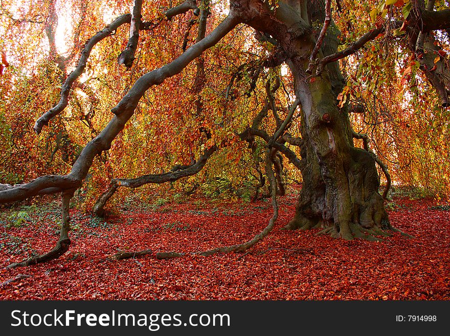 Beautiful coloured autumn tree in Buchlovice