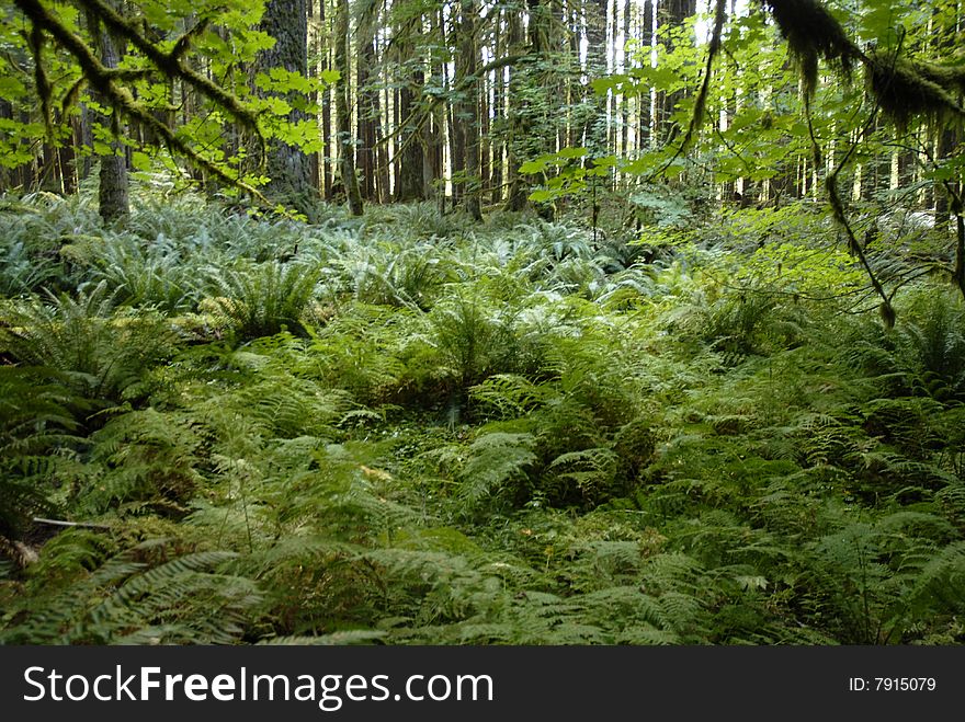 A forest floor full of lush green ferns amid the green trees and vegetation. A forest floor full of lush green ferns amid the green trees and vegetation