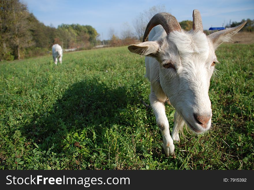 Horned goat on the green meadow staring at the camera. Horned goat on the green meadow staring at the camera