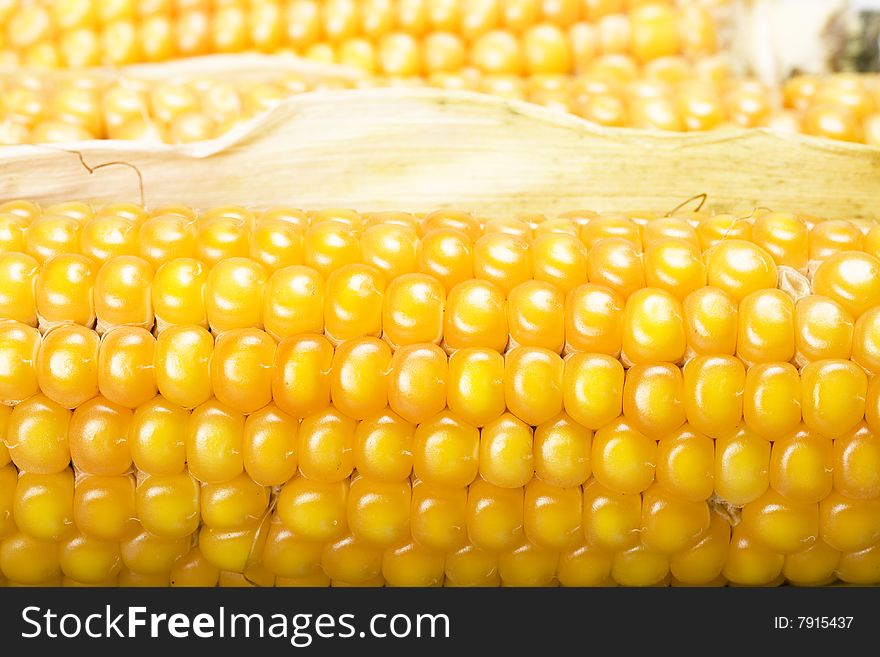 Freshly harvested corn close up